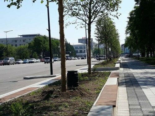 Специалисты, благодаря которым в Благовещенске появились липы из ...