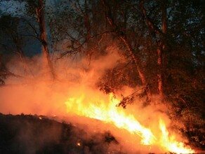 В Селемджинском районе бушует лесной пожар 