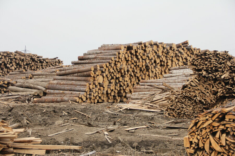 Благовещенская фирма не заплатила более 16 миллионов рублей таможенных платежей за вывоз леса в Китай
