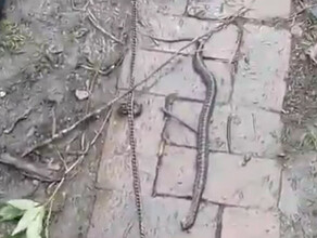 Жители Игнатьева нашли в своем доме двух ядовитых змей видео
