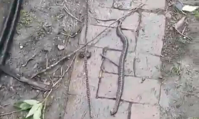 Жители Игнатьева нашли в своем доме двух ядовитых змей видео