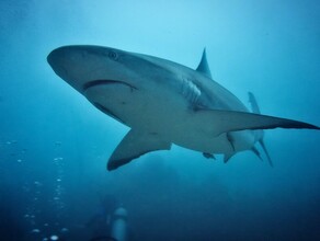 На курорте Красного моря акула выпрыгнула из воды и откусила пятку туристу видео