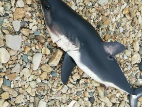Купаться опасно на популярном пляже Владивостока около детского лагеря нашли акулу фото