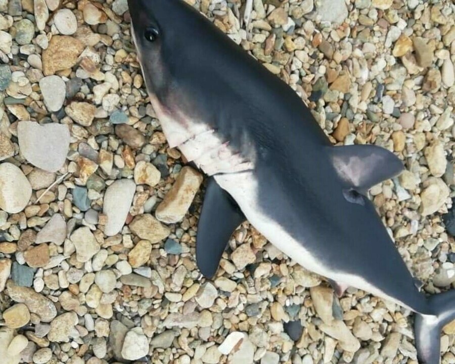 Купаться опасно на популярном пляже Владивостока около детского лагеря нашли акулу фото