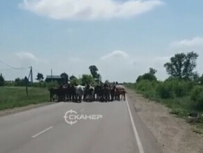 Не знаю что делать табун лошадей перегородил дорогу для проезда в Амурской области видео