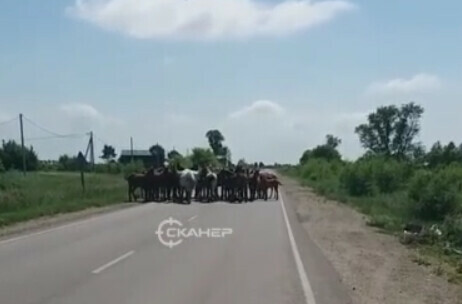 Не знаю что делать табун лошадей перегородил дорогу для проезда в Амурской области видео
