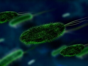 В США люди начали умирать от бактерий которые ранее не передавались от человека к человеку