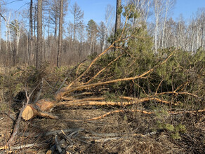 В Приамурье вырубили деревья причинив ущерб на 3 миллиона рублей