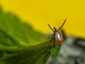 Амурчане продолжают страдать от укусов клещей