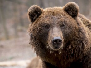 В Тындинском районе медведь взял в осаду туристическую базу