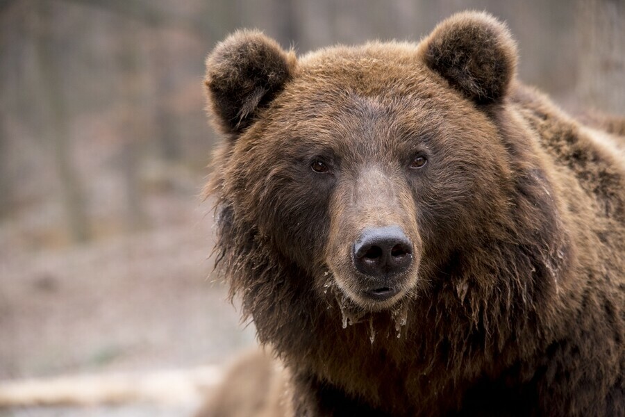 В Тындинском районе медведь взял в осаду туристическую базу