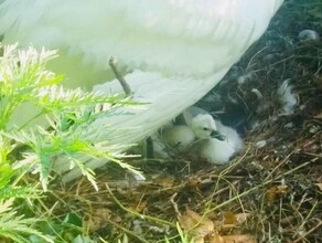 Лебеди на озере села Ивановка впервые дали потомство 