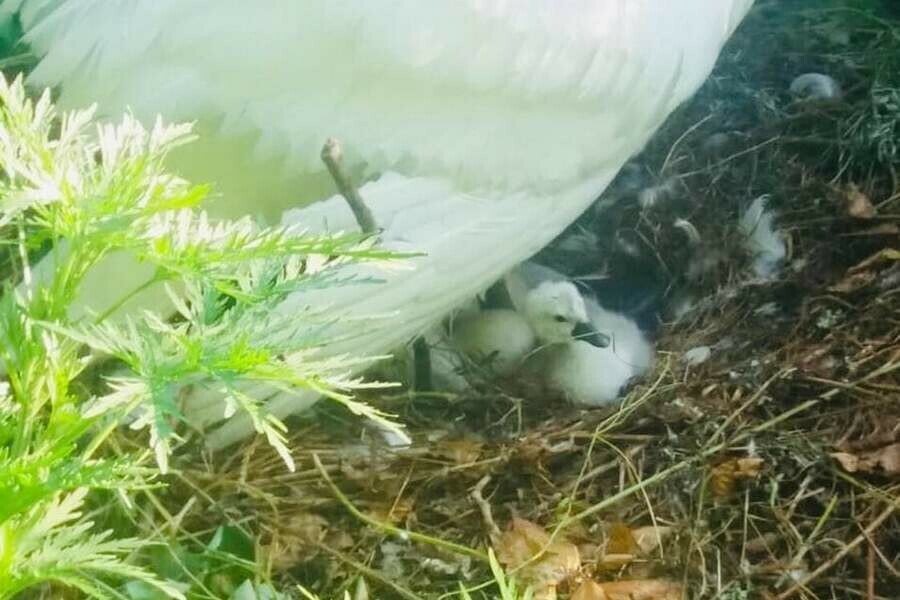 Лебеди на озере села Ивановка впервые дали потомство 