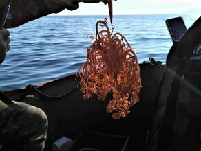 Рыбаки выловили на Дальнем Востоке модифицированного осьминога