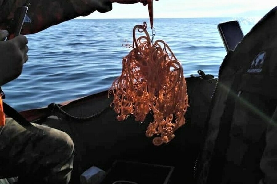 Рыбаки выловили на Дальнем Востоке модифицированного осьминога