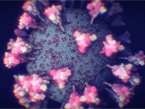 Коронавирус нашел способ обходить антитела