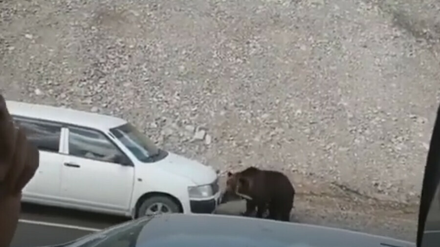 В Тындинском районе медведица которую подкармливали люди кинулась на машину видео
