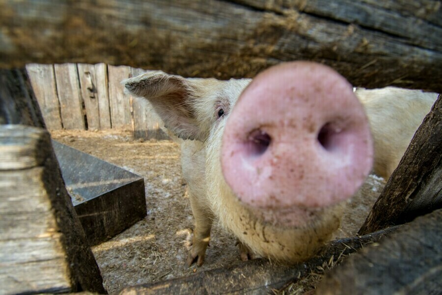Африканскую чуму нашли у свиней в Амурской области