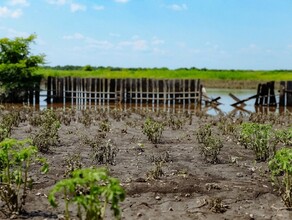 В Приамурье от паводка пострадали более 40 тысяч гектаров посевов Аграриям выплатят компенсацию