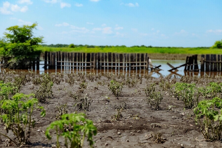 В Приамурье от паводка пострадали более 40 тысяч гектаров посевов Аграриям выплатят компенсацию