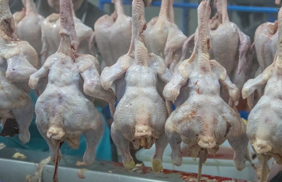 В России ожидается снижение цен на свинину и птицу