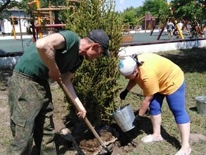 Должны прижиться в микрорайоне Благовещенска появились 2метровые сибирские ели