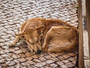 В Госдуме рассмотрят законопроект о штрафах до 30 тысяч рублей за выброшенных питомцев