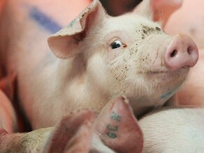 В Амурской области у свиней возьмут кровь на АЧС
