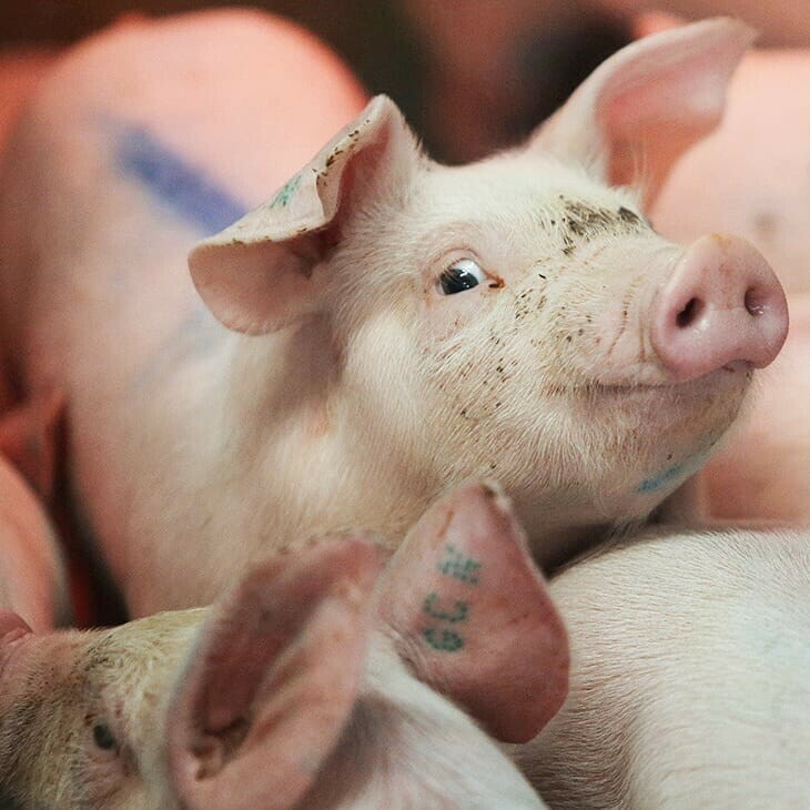 В Амурской области у свиней возьмут кровь на АЧС