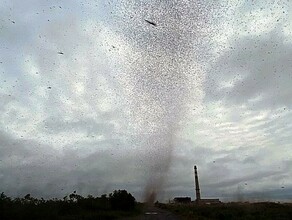 Как в фильме ужасов на Камчатке прошел смерч из комаров видео