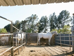 Сколько денег на корма для животных получат пострадавшие от паводка амурчане 