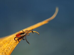 Четыре боррелиозных клеща укусили амурчан на прошедшей неделе