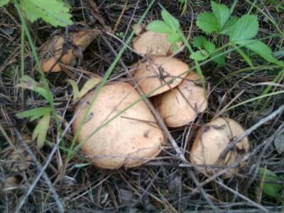 В Зейском районе пропал 70летний любитель грибов