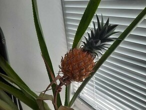 Амурчанка вырастила на подоконнике тайский ананас фото