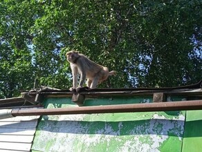 Благовещенцы заметили обезьяну на свободном выгуле фото