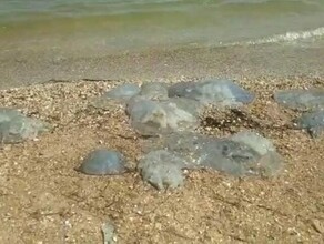 Амурчане пожаловались на нашествие огромных медуз в Крыму видео