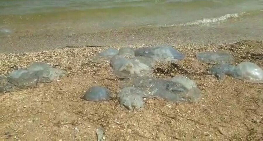 Амурчане пожаловались на нашествие огромных медуз в Крыму видео