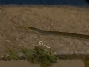 Подруга тебя откуда принесло на набережной Благовещенска заметили змею видео
