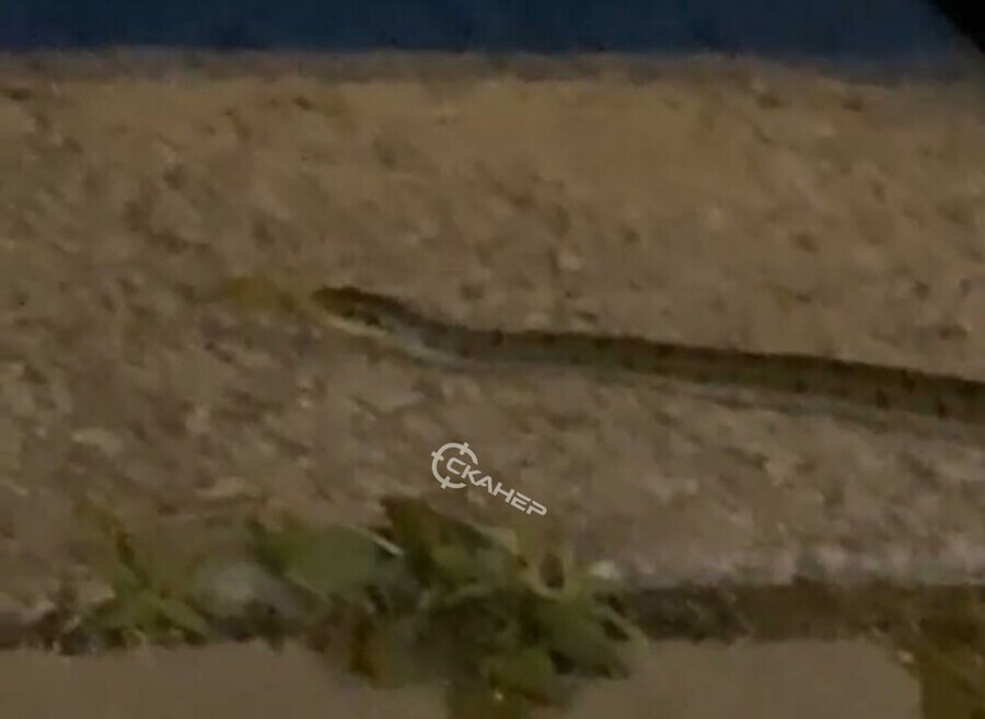 Подруга тебя откуда принесло на набережной Благовещенска заметили змею видео