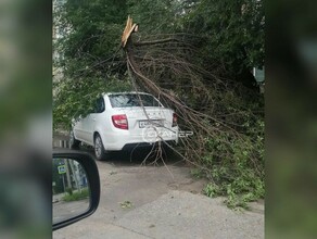 Поваленные деревья пострадавшие автомобили Благовещенск приходит в себя после тропического ливня видео