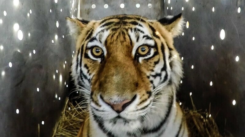  В Амурской области выпустили еще одну тигрицу В Приморье хищница нападала на собак видео