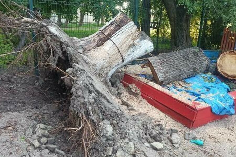 В детском саду Благовещенска штормовой ветер повалил дерево фото