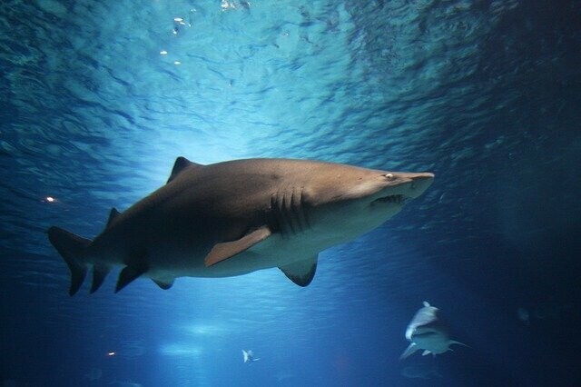 Отдыхающих в Приморье предупреждают изза жары в акваторию прибрежных районов могут заходить агрессивные акулы