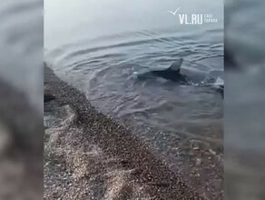 На отмели в Приморском крае застряла акула видео 
