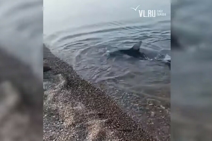 На отмели в Приморском крае застряла акула видео 