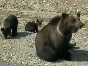 Сидят как в зоопарке на севере области амурчане встретили медведицу с медвежатами вальяжно сидящих у дороги видео