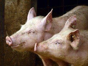 В Амурской области зафиксирован новый очаг африканской чумы свиней