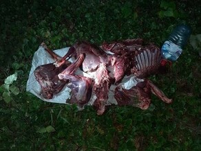 Охотинспекторы устроили засаду на браконьеров из Шимановска