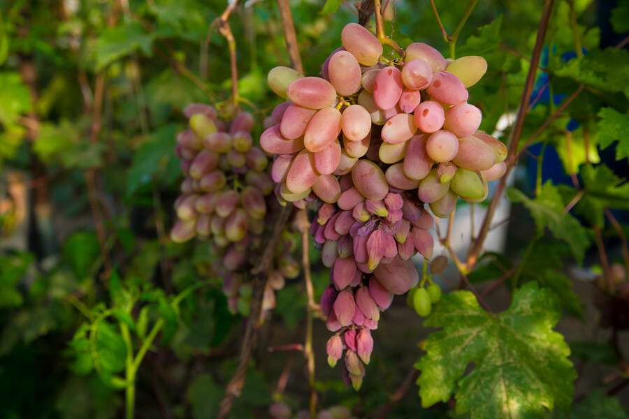 Настоящий виноград на амурской земле  не хуже узбекского