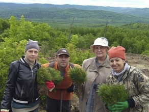 Желающих за деньги высаживать кедры ищут по всей стране 